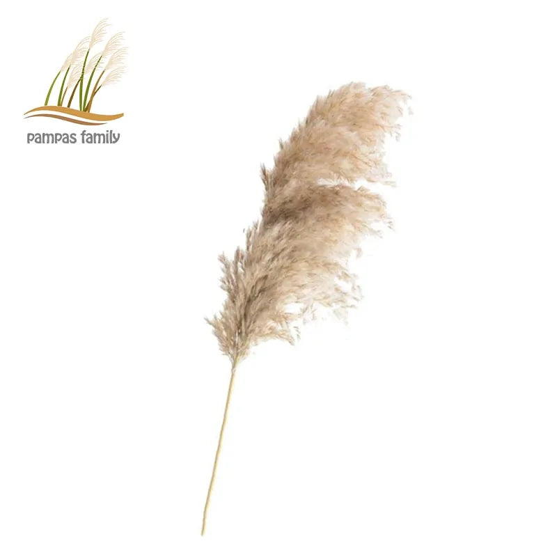 Dry pampas grass feather duster