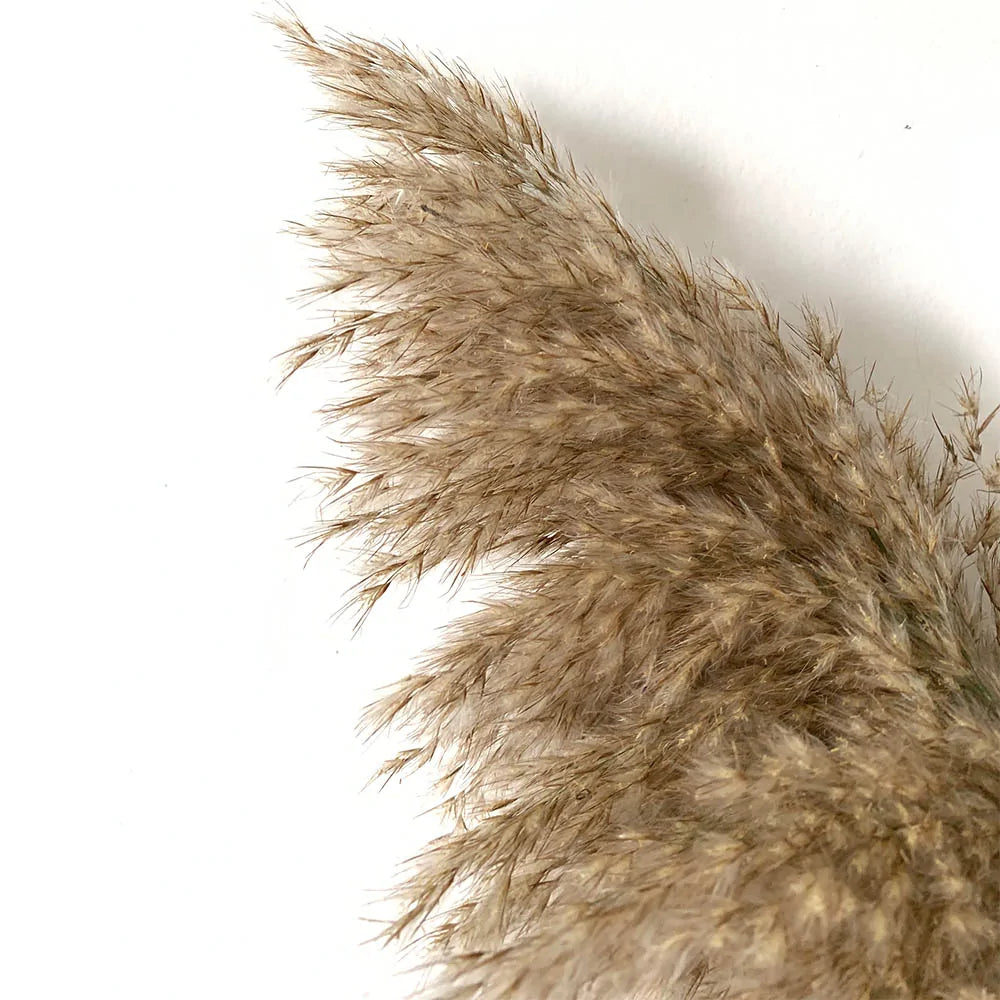 Dry pampas grass feather duster