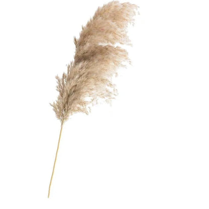 Dry pampas grass feather duster