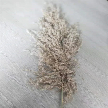 Dry pampas grass feather duster