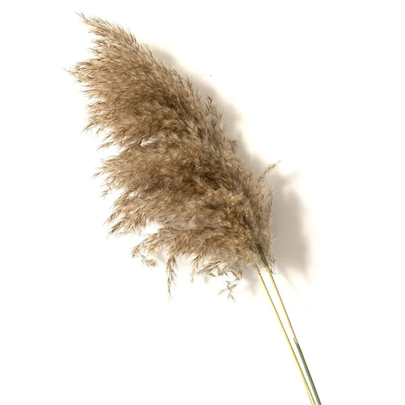 Dry pampas grass feather duster