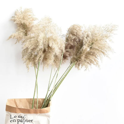 Dry pampas grass feather duster