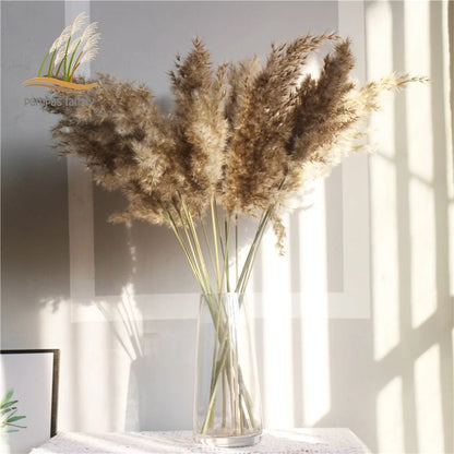 Dry pampas grass feather duster